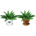 Tropical Plant / Fern in Pot